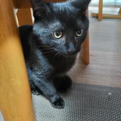 黒ちゃん決まりました - 熊本市