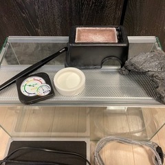(受渡決定)爬虫類飼育セット　レオパードゲッコー　水槽　ケージの画像