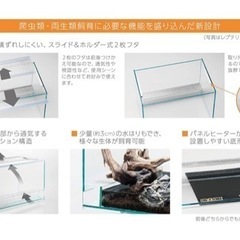 (受渡決定)爬虫類飼育セット　レオパードゲッコー　水槽　ケージの画像