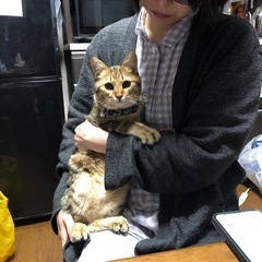 ねこ　キジトラ　男の子
