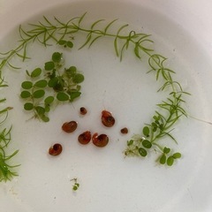 
レッドラムズホーン　稚貝　5㎜から1cm 30匹ぐらい