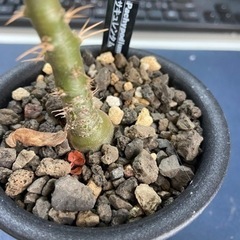 パキポディウム　サキュレンタム　塊根植物　多肉植物の画像