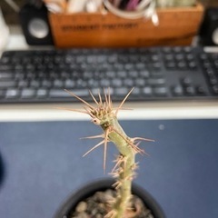 パキポディウム　サキュレンタム　塊根植物　多肉植物の画像