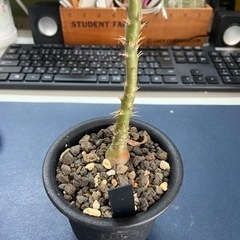 パキポディウム　サキュレンタム　塊根植物　多肉植物の画像