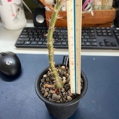 パキポディウム　サキュレンタム　塊根植物　多肉植物