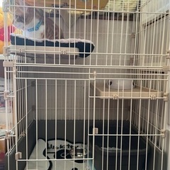 猫ゲージと自動給水機