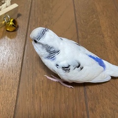 迷子のセキセイインコ探してます！ - 静岡市