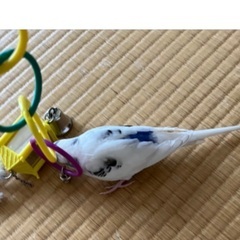 迷子のセキセイインコ探してます！ - 手伝って/助けて