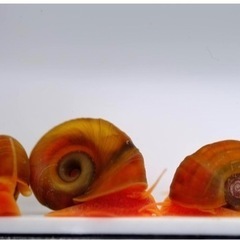 レッドラムズホーン 生体　12匹の画像