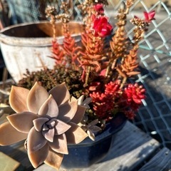 大きな鉢の多肉植物の画像