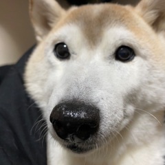 【週２日〜】日払いあり◎現金手渡し！いぬねこのお世話♬犬猫ちゃんの殺処分を無くすための街頭募金活動のお仕事！の画像