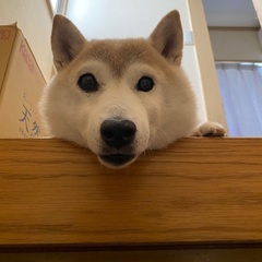 【週２日〜】日払いあり◎現金手渡し！いぬねこのお世話♬犬猫ちゃんの殺処分を無くすための街頭募金活動のお仕事！の画像