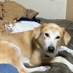 【週２日〜】日払いあり◎現金手渡し！いぬねこのお世話♬犬猫ちゃんの殺処分を無くすための街頭募金活動のお仕事！の画像