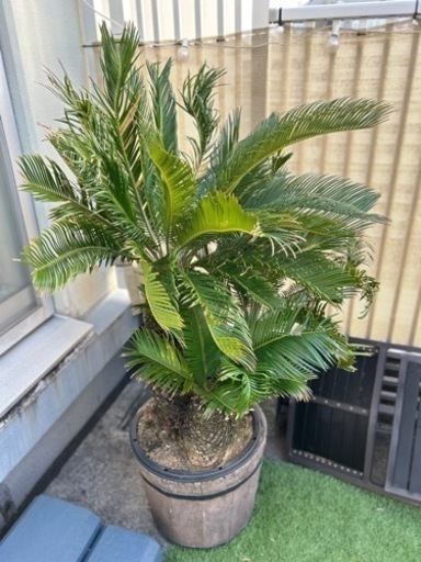 蘇轍 ソテツ 観葉植物