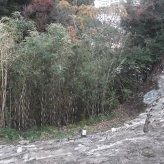 倒す木と倒した木の画像