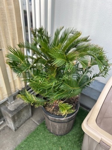 蘇轍 ソテツ 観葉植物