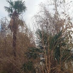 シュロ（棕櫚）の木を伐採して全て持っていけます❗鐘楼の鐘つき棒として◐用途はあなた次第❗の画像