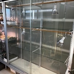 大型　ガラスケース　植物温室　アガベ　塊根