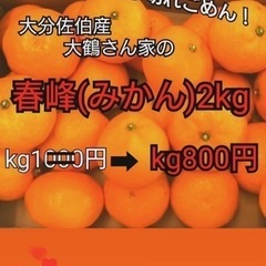 春峰（しゅんぽう）みかんが今年も入荷します！