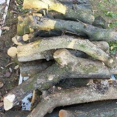 薪（軽トラ約1台分）…梅と柿の木です！の画像