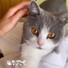 ブリティッシュ2歳