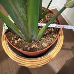 観葉植物　高さ約110㎝の画像