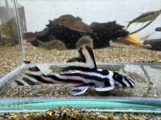 【商談中】インペリアルゼブラプレコ　2匹