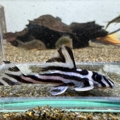 【商談中】インペリアルゼブラプレコ　2匹の画像