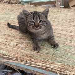 ☆キジトラ　可愛らしいメス子猫　生後３ヶ月くらい