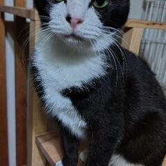 ハチワレのママ「トライアル決まりました！」