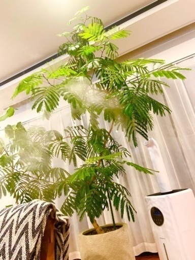 観葉植物　エバーフレッシュ