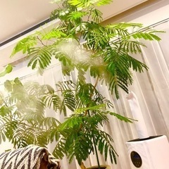 観葉植物　エバーフレッシュ
