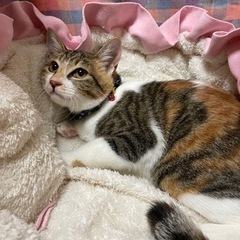 6月生まれ三毛猫かなちゃん