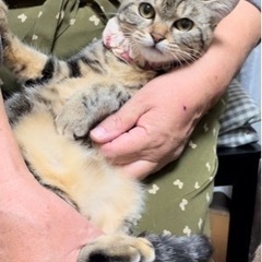 6月生まれアメショ風うずまきちゃん