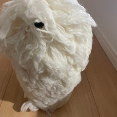 トリミングプロフェッショナル資格　定価242,000円の画像
