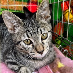 人が大好きなタイガー君