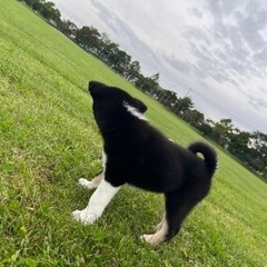 本日中黒いわんちゃん飼ってくれる方