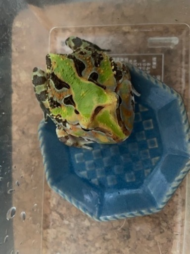 アルティメットツノガエル　飼育セット