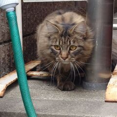 迷い猫（長毛）