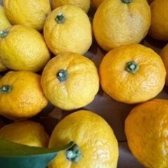 花柚子　ゆず　ユズ　無農薬　ジャム作り