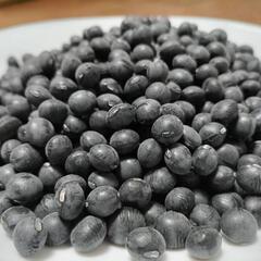 令和５年産  丹波黒 500g