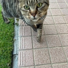 猫3歳