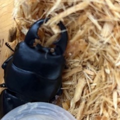 ヘラクレス♂♀セットヒラタ付き　餌、やし柄、カゴ付き