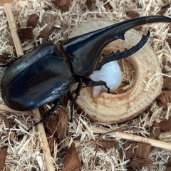 ヘラクレス♂♀セットヒラタ付き　餌、やし柄、カゴ付き