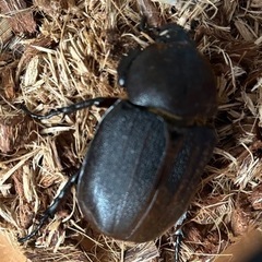 ヘラクレス♂♀セットヒラタ付き　餌、やし柄、カゴ付き