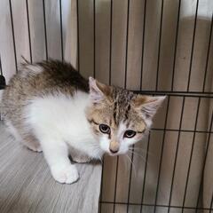ラスト　♂️子猫３ヶ月の画像