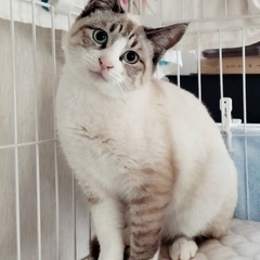 ブルーアイが美しい子猫