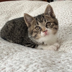 竹藪で保護した子猫ちゃん