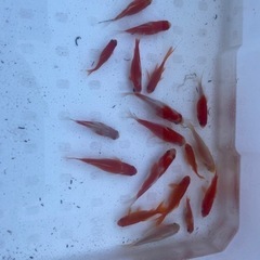 メダカ、金魚