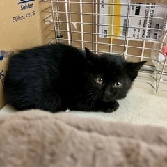 新規申し込み一旦中止します　子猫　もらってください